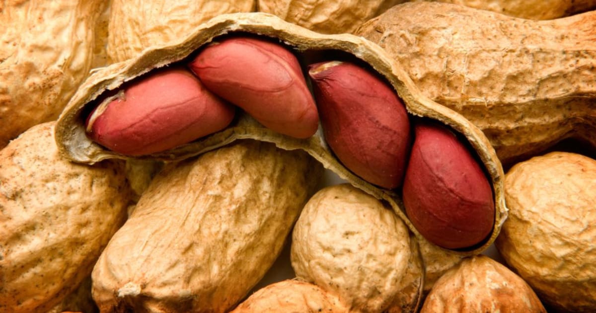 Caca Mani R Beneficios de consumir maní, un aliado de la alimentación | canal26.com