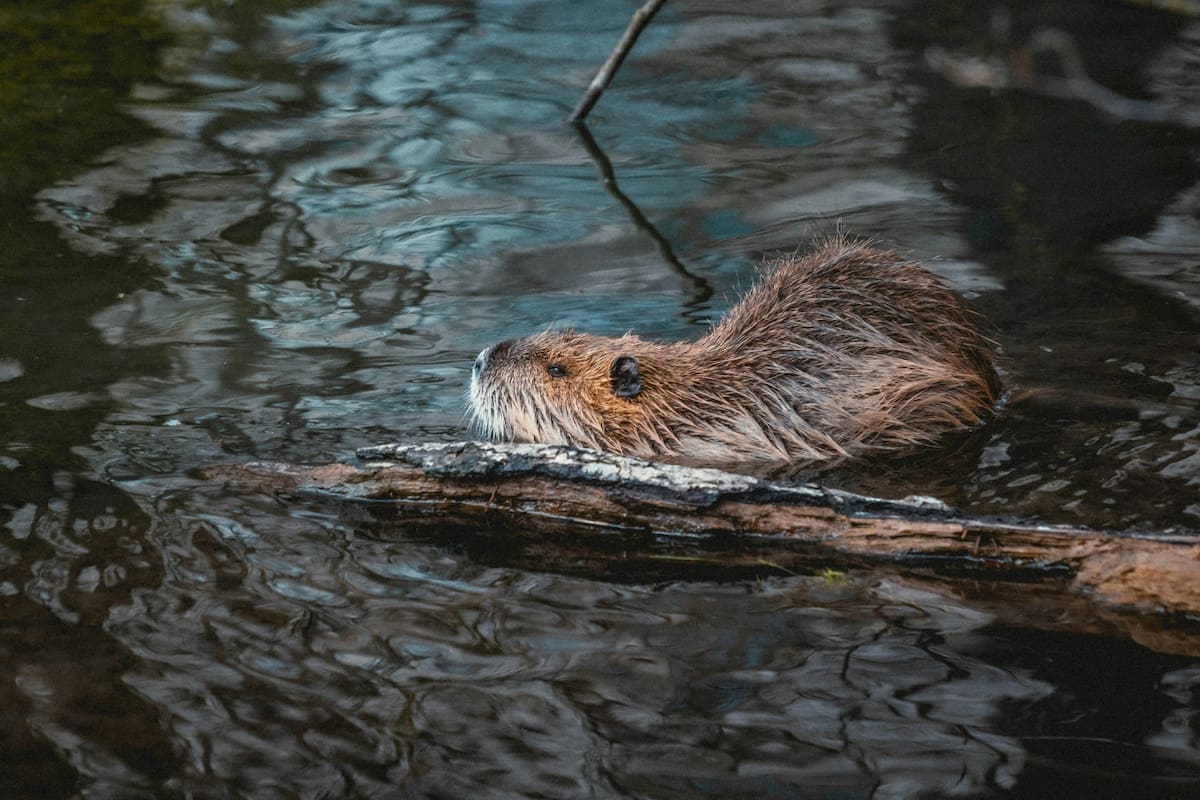 Castor. Foto Unsplash.