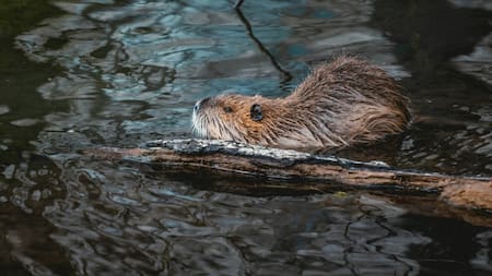 Castor. Foto Unsplash.