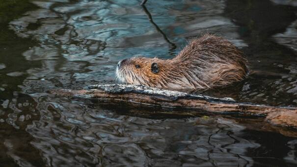 El castor, mucho más que un arquitecto natural: cómo sus represas frenan incendios y salvan hábitats completos