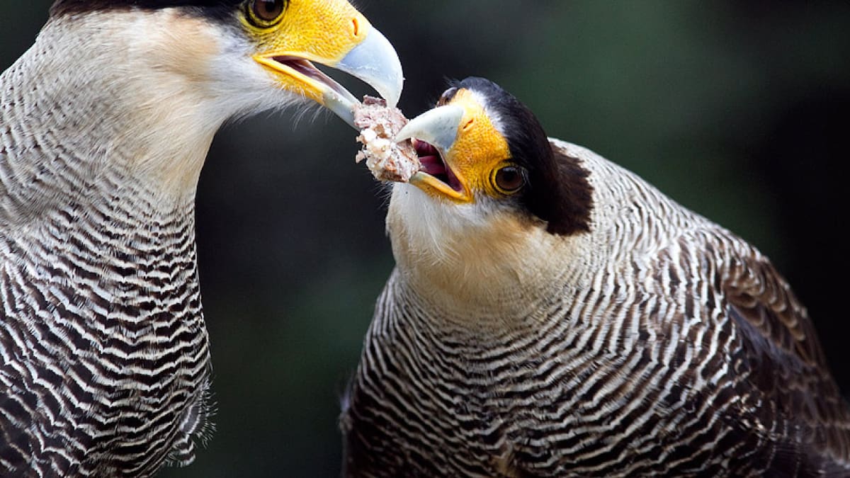 Nadie lo sabe: el profundo significado de que un carancho aparezca inesperadamente en tu casa
