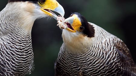 Carancho, ave. Foto: Birding Patagonia.