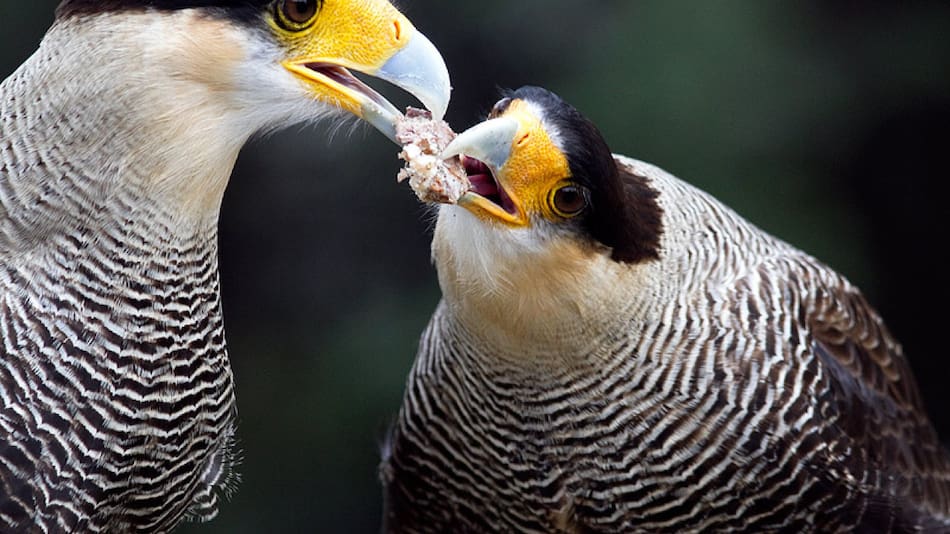 Carancho, ave. Foto: Birding Patagonia.