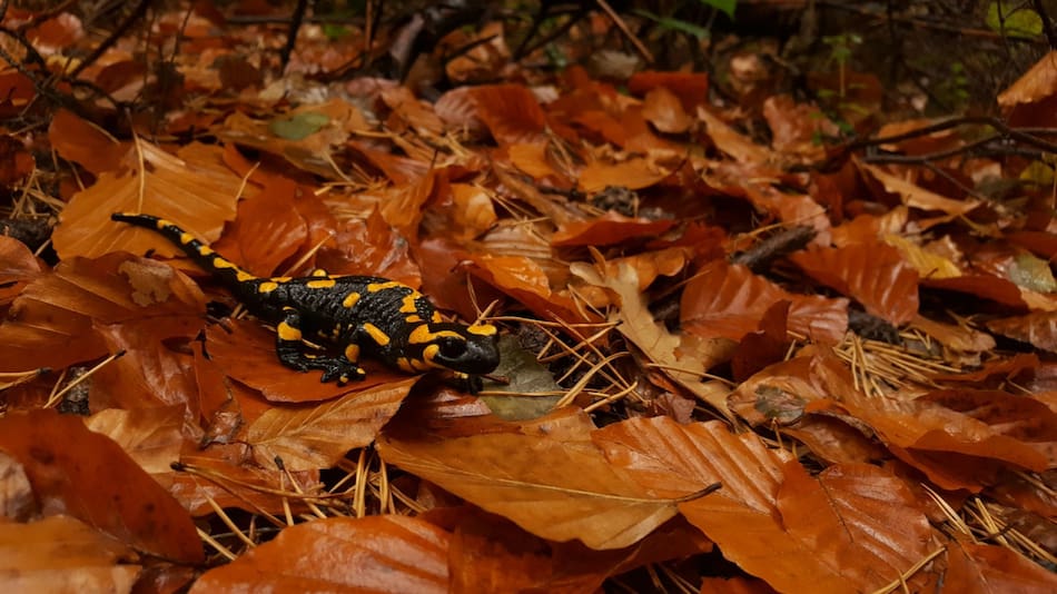 Salamandra. Foto: Unsplash.