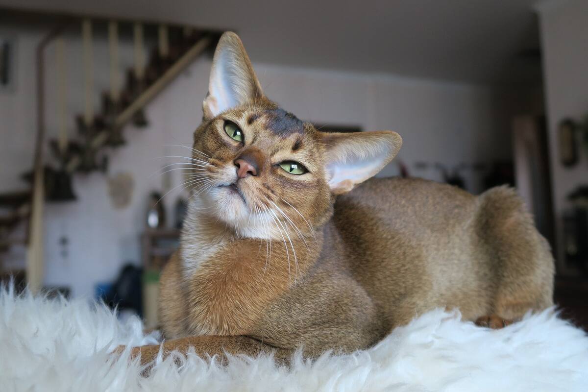 Gato Abisinio. Foto: Unsplash.