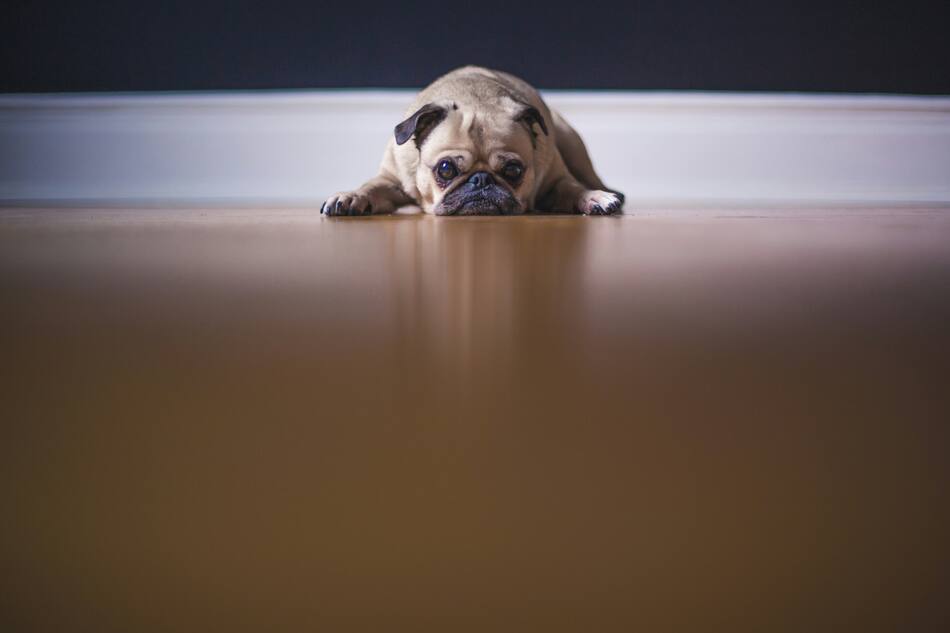 Perros. Foto: Unsplash