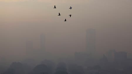 Pájaros vuelan en una mañana con humo en Yakarta, Indonesia. Foto: Reuters.