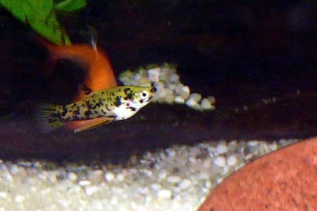 Peces. Fuente: Wikimedia