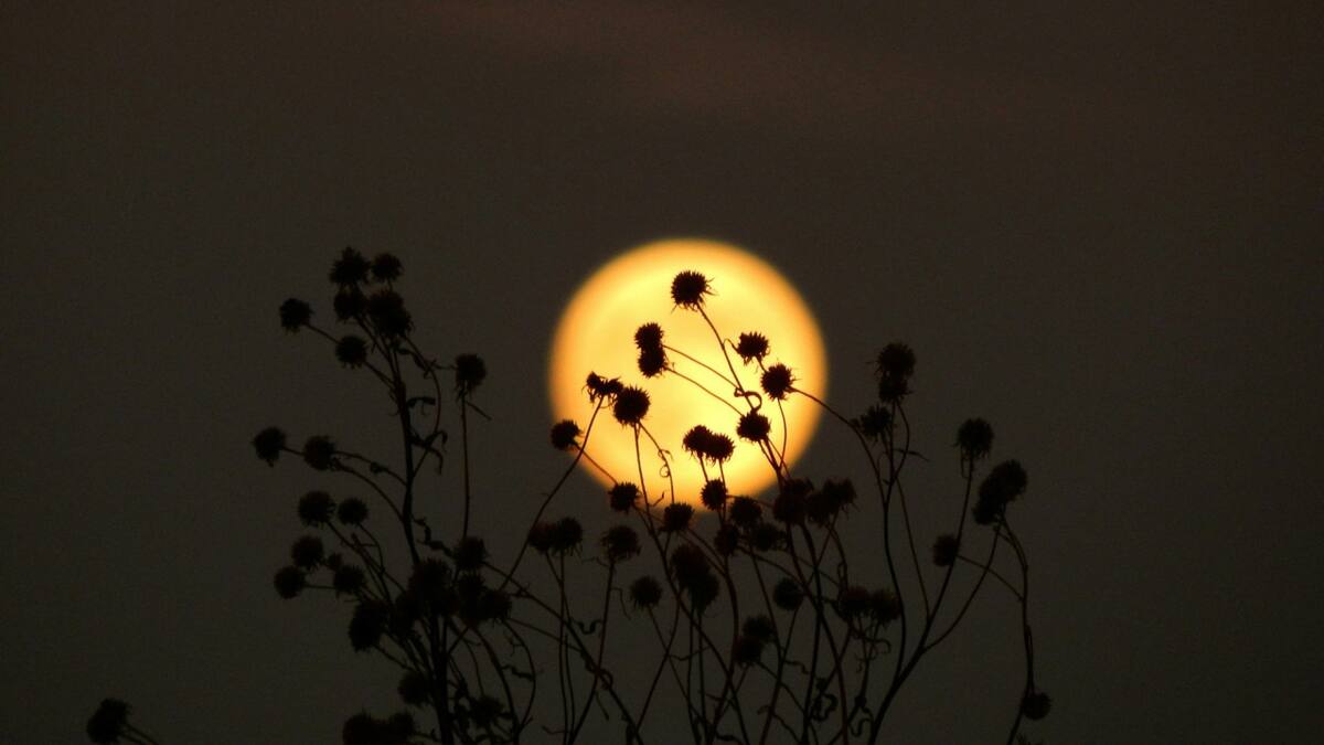 Qué es una microluna, el fenómeno astronómico que acompañará la próxima Luna llena. Foto Unsplash