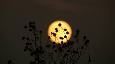 Luna Llena del 7 de septiembre: cómo influye en el crecimiento de las plantas y por qué es clave para huertas y jardines