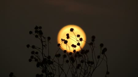 Cómo aprovechar la energía de la Luna Llena de septiembre para el crecimiento de las plantas. Foto: Unsplash.