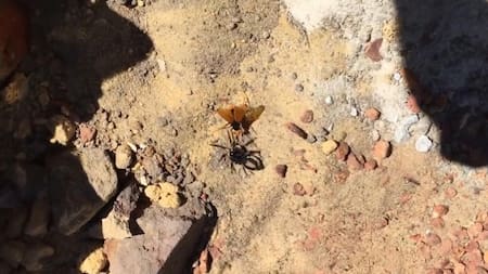 Pelea a muerte entre araña y avispón en Australia