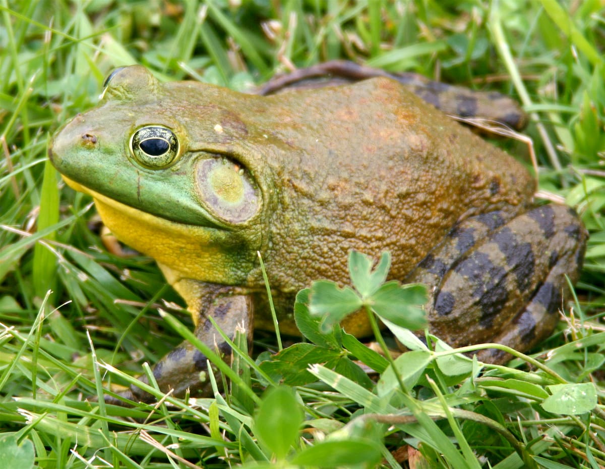 Ranas toro