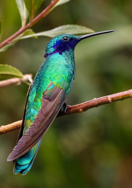 Colibrí. Foto Unsplash