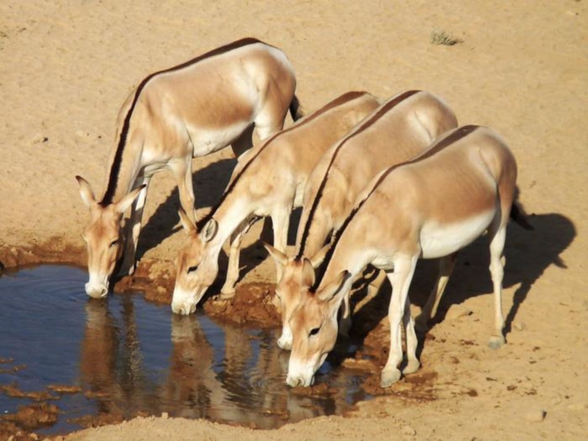 Asnos salvajes en el desierto del Néguev, Israel