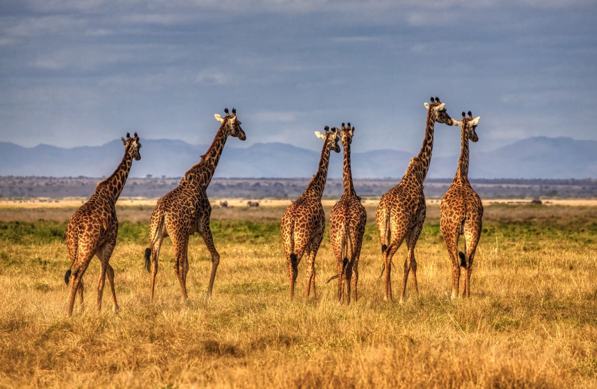 Jirafas. Foto: Unsplash