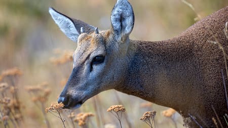 Renace la esperanza: avistaron un huemul en peligro de extinción en Santa Cruz