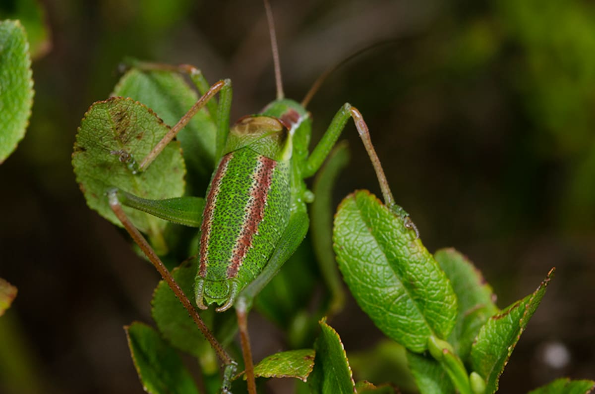 El grillo de matorral de Cozia.
