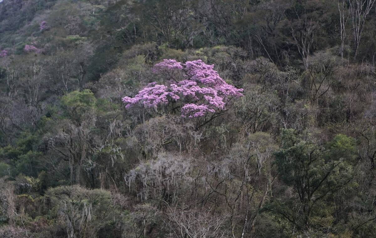 Reserva Nacional El Nogalar de Los Toldos. Foto: argentina.gob.ar