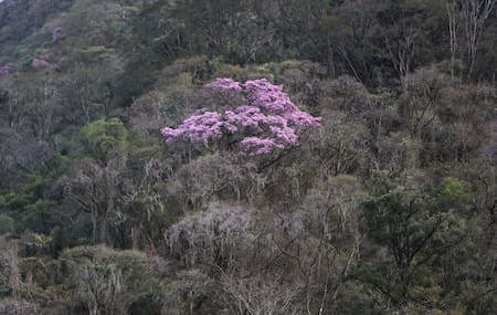 Reserva Nacional El Nogalar de Los Toldos. Foto: argentina.gob.ar