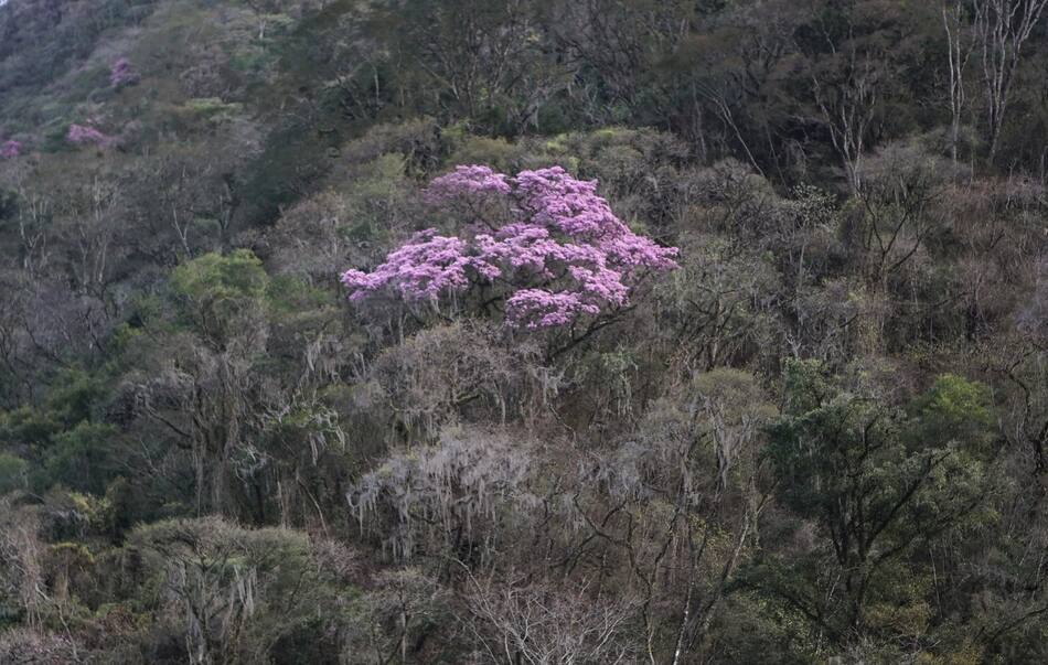 Reserva Nacional El Nogalar de Los Toldos. Foto: argentina.gob.ar