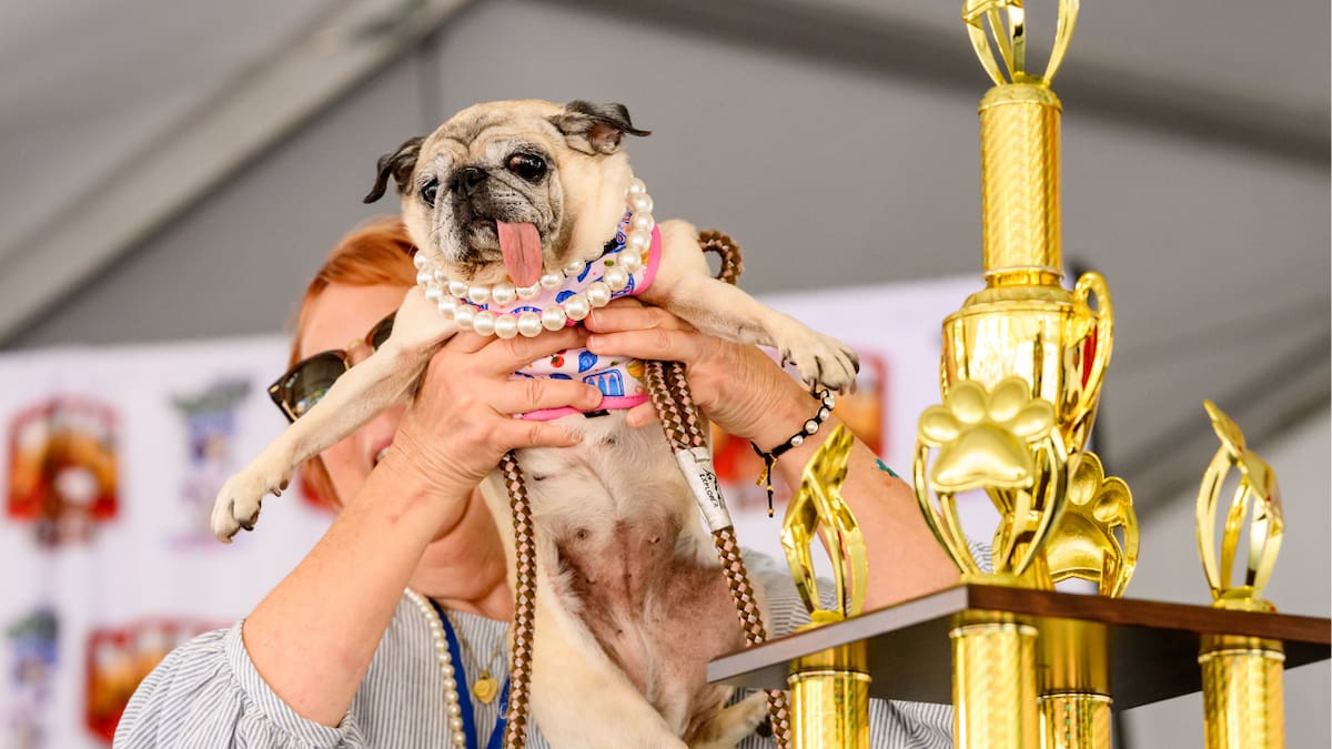 Jinny Lu fue coronada como la ganadora del concurso del “Perro más feo del mundo” tras imponerse entre ocho participantes.