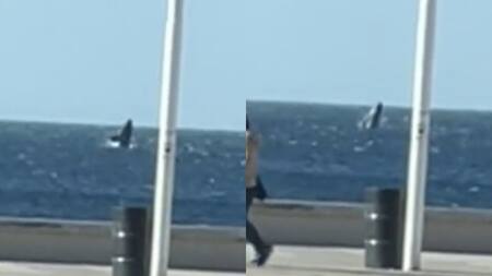 Una joven grabó el momento justo del salto de una ballena. Foto: captura video.