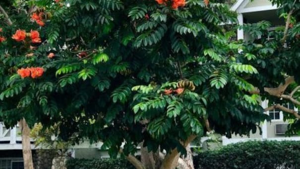 Buscan detectar un árbol tóxico: cómo es el tulipanero africano y qué riesgos representa
