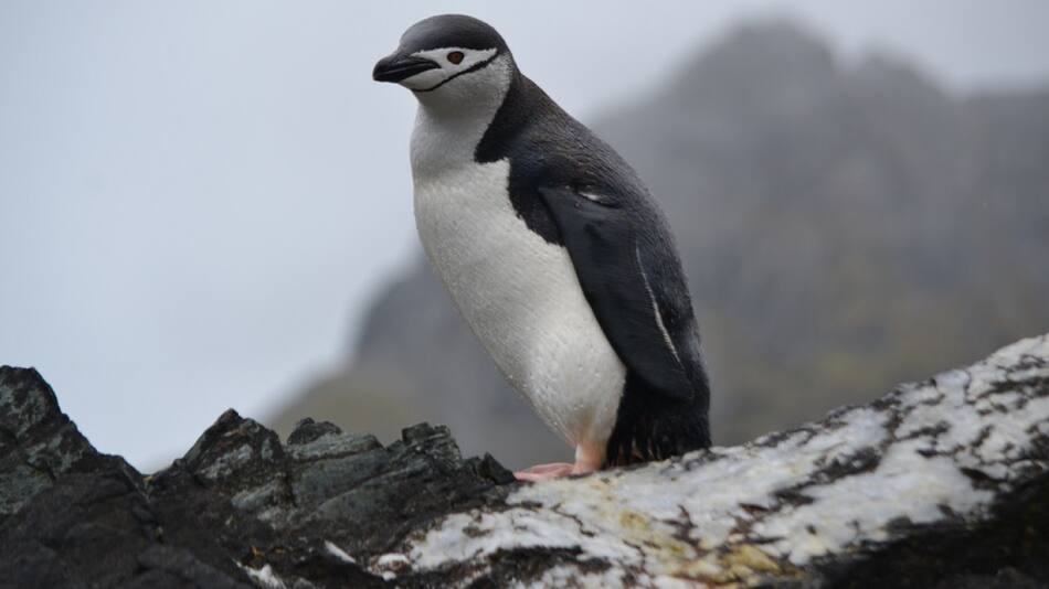 Pingüino barbijo. Foto: Unsplash.