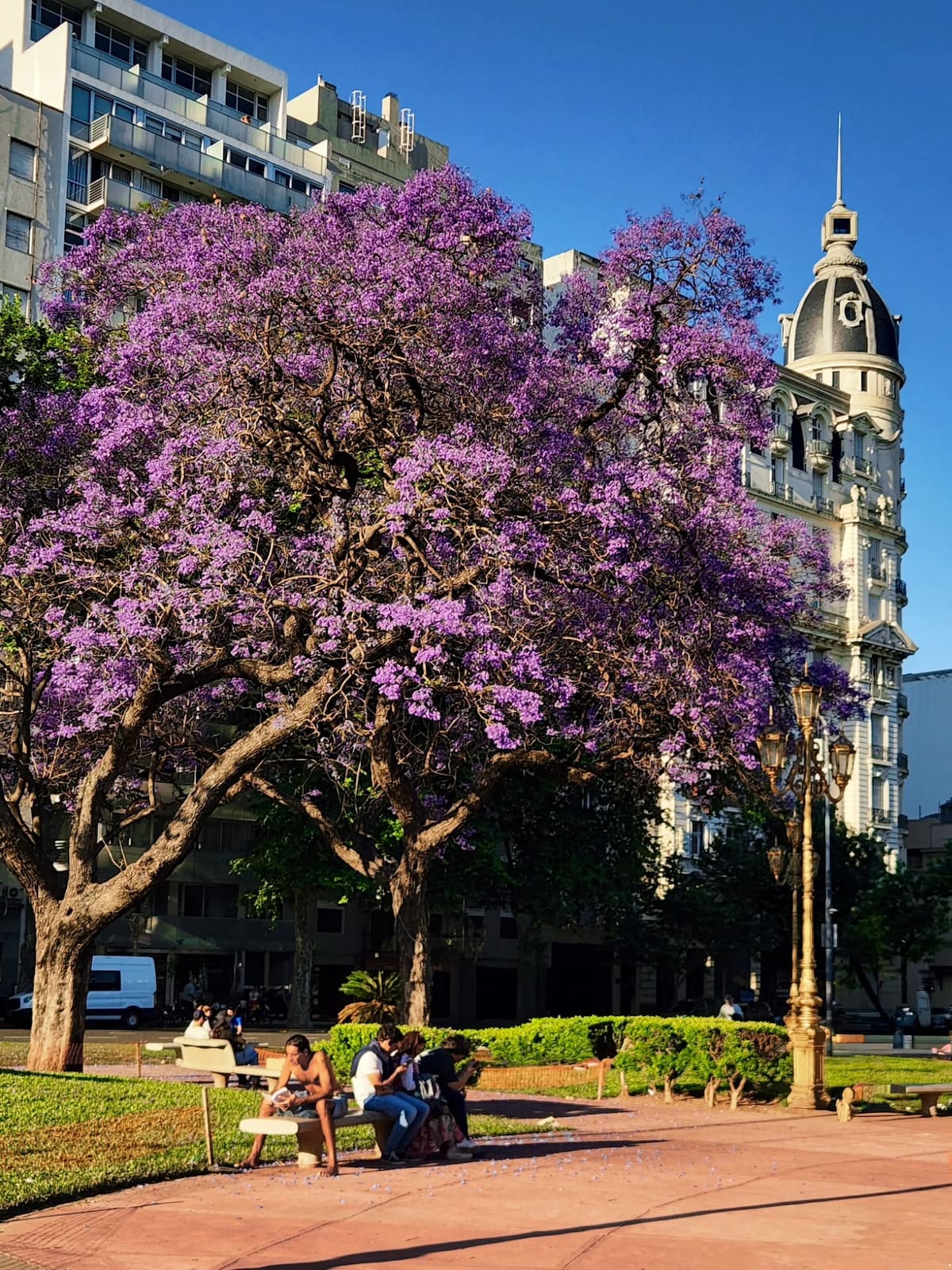 Jacarandás