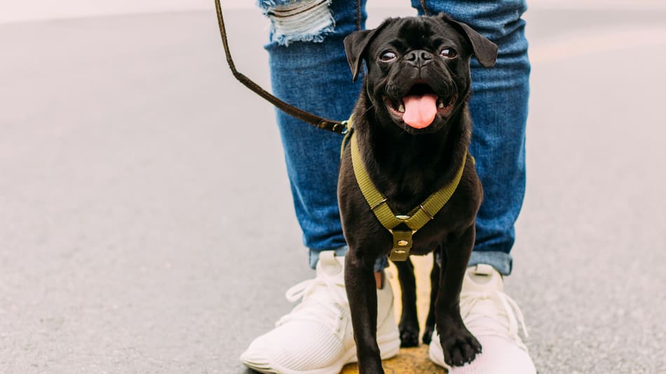 Perros. Foto: Unsplash