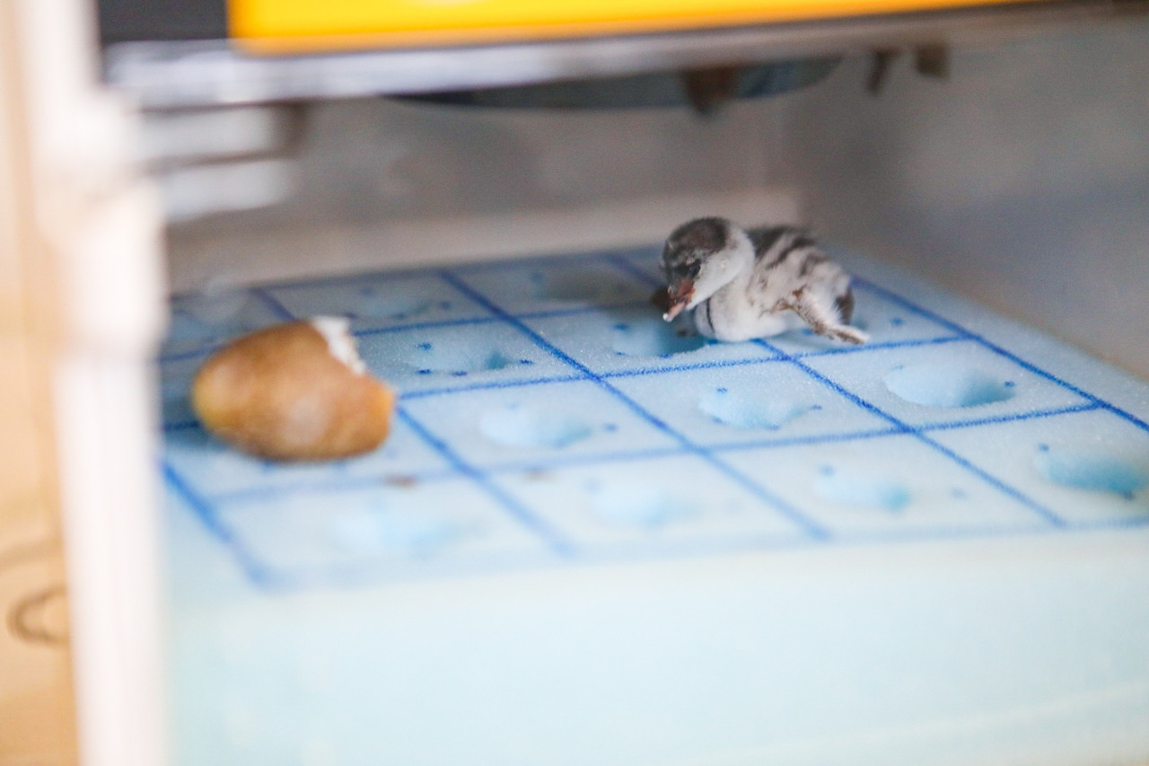 Macá tobiano. Fuente: Aves Argentinas