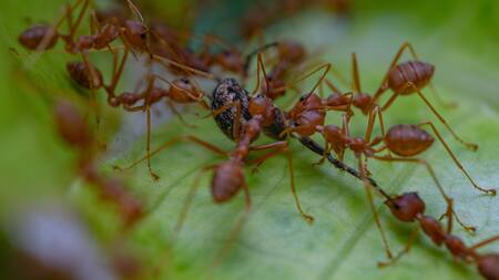 Las hormigas coloradas son una especie invasora que representa peligro para el medio ambiente. Foto: Unsplash