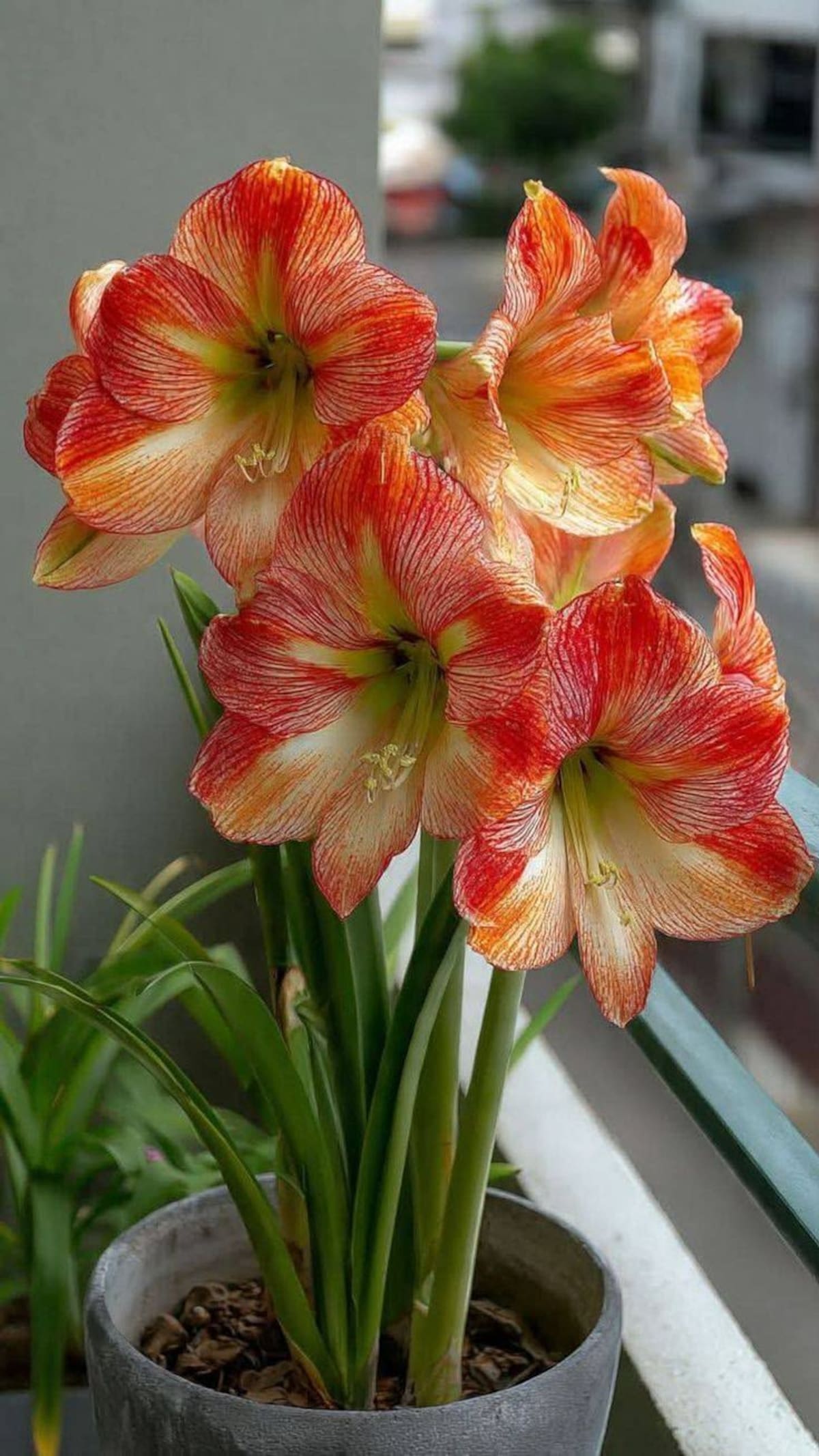 Amarilis: la planta de flores grandes y coloridas que puede cultivarse en macetas y decorar los interiores.