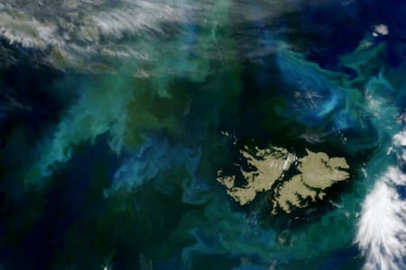 Las Islas Malvinas rodeadas de fitoplancton. Foto: Espectrómetro de Imágenes MODIS en el satélite Terra de la NASA