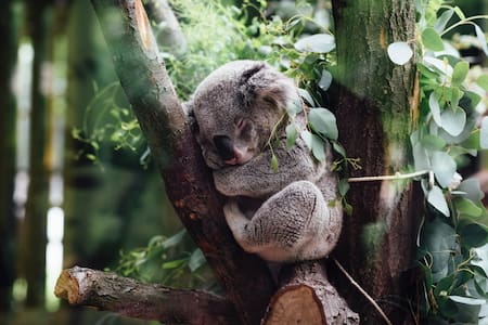 Koala. Unsplash.