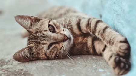 Gato, gatos. Foto: Unsplash.
