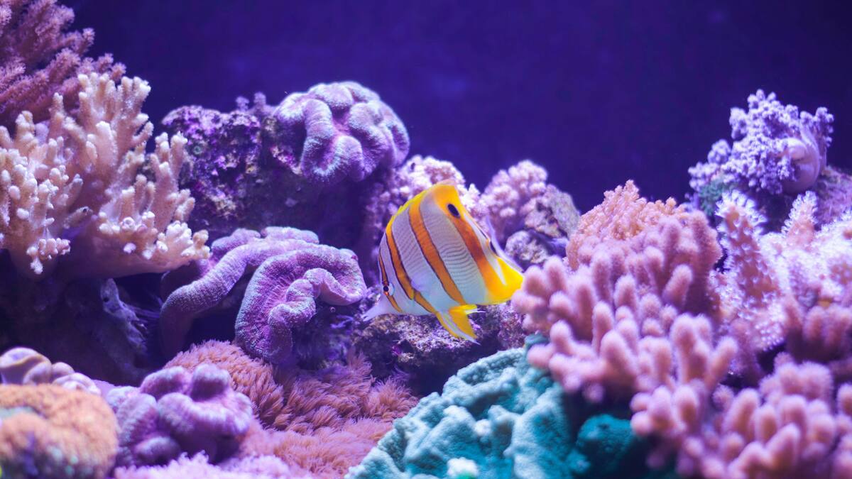Coral en el fondo del mar. Foto: Unsplash