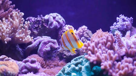 Coral en el fondo del mar. Foto: Unsplash