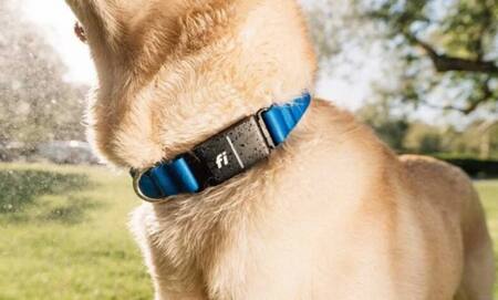 Collar con IA para perros. Fuente: Fi tecnología