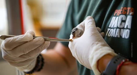 Macá tobiano. Fuente: Aves Argentinas