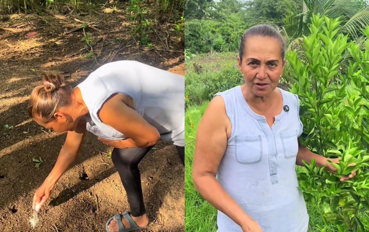 Mariluz del Campo enseña cómo terminar con las hormigas cortadoras.