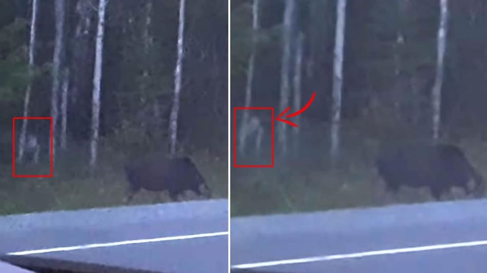 Graban misteriosa criatura en el bosque