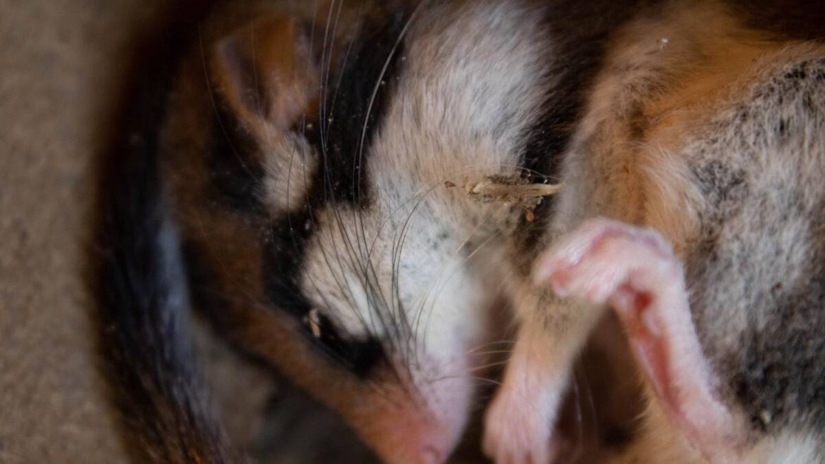 Hibernación en ratones. Foto: Unsplash.