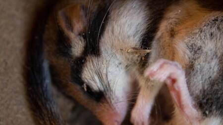 Hibernación en ratones. Foto: Unsplash.