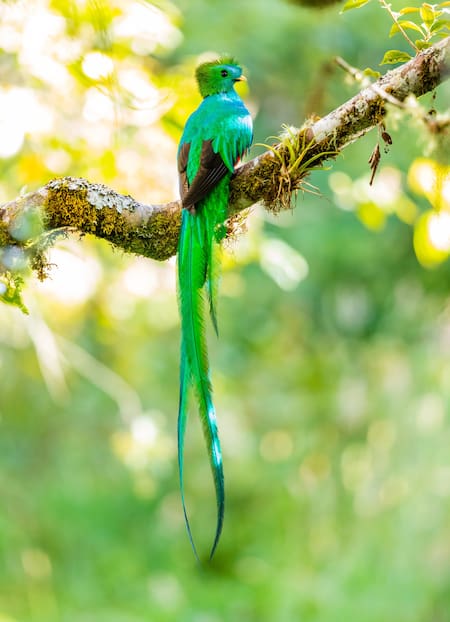 Quetzal. Foto: Unsplash.