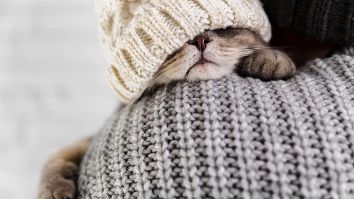 Gato abrigado, ola de frío. Foto: Freepik