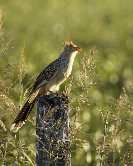 Pájaro Pirincho, ave. Foto INSTAGRAM @gabriel.delasala