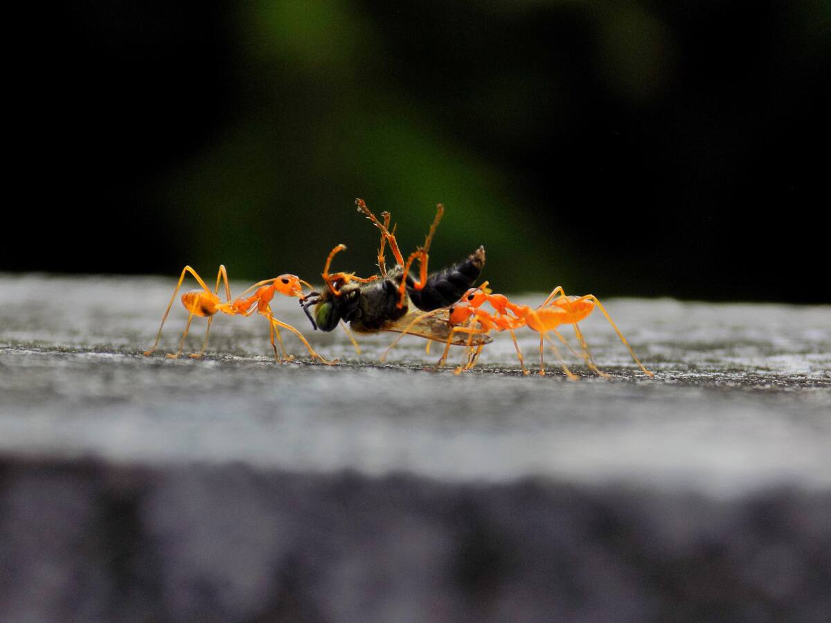 Estas hormigas, a causa del calentamiento global, migran hacía lugares más fríos. Foto: Unsplash