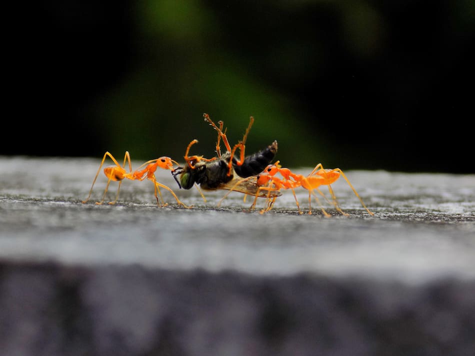 Estas hormigas, a causa del calentamiento global, migran hacía lugares más fríos. Foto: Unsplash